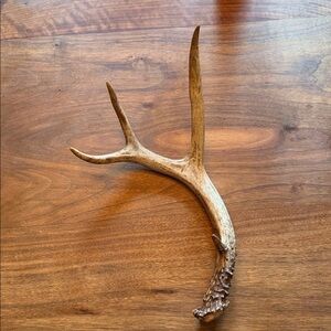Medium Whitetail Deer Antler